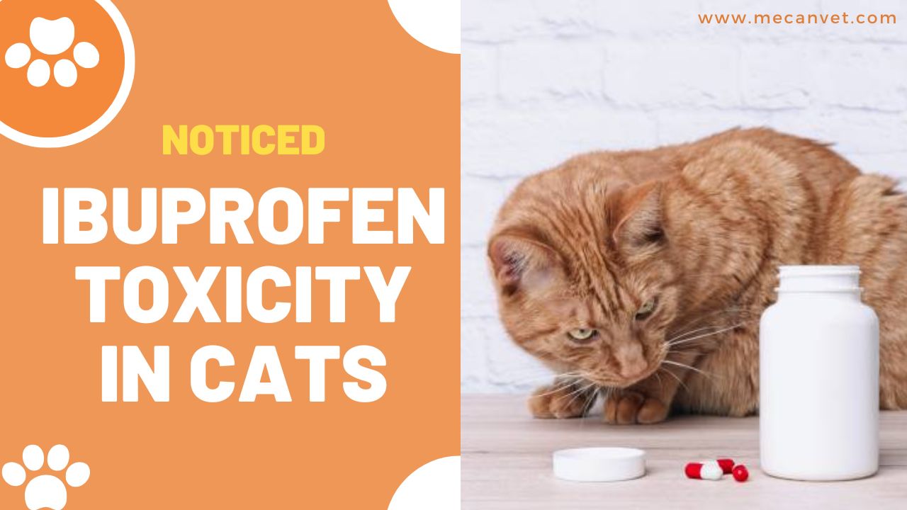 Ibuprofen Toxicity in Cats